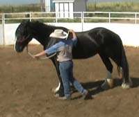 One Rein Stop - Starting Lesson 1