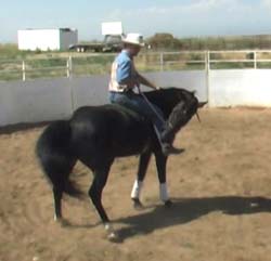 One Rein Stop - Control From the Saddle