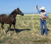 Professional Horse Trainer Paul Esh Professional Horse Trainer Paul Esh