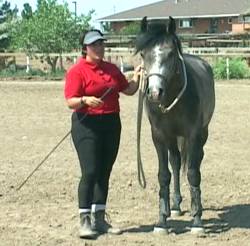 Horse Trainer Sarah Jarvis - Feather Lite Rein Control