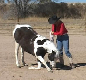 Teach Your Horse To Kneel!