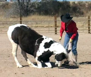 Sue teaching her horse how to pray!