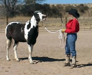 Sue teaching a horse to smile or laugh!