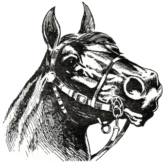 Horse Beery Bit Horse Beery Bit