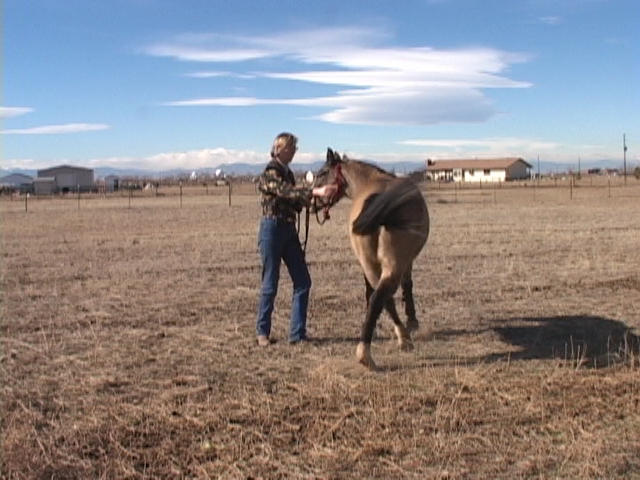 Linda Brady Working With Her Horse