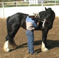 One Rein Stop - Starting Lesson 2