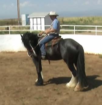 One Rein Stop Lesson From The Saddle Horse DVDs | One Rein Stop