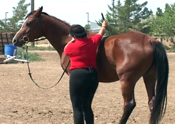 Sarah Showing Indirect Rein Sarah Showing Indirect Rein