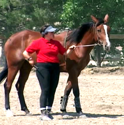 Sarah Showing Direct Rein Sarah Showing Direct Rein