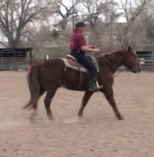 How to Evaluate a Horse