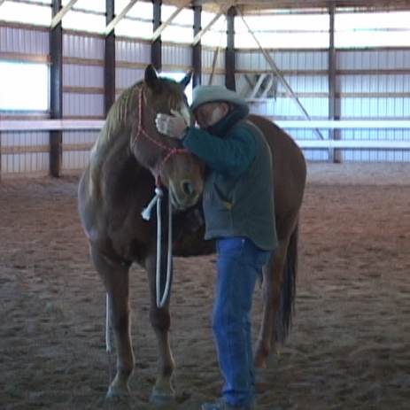 dvd horse training resources horse riding and training horse training 463x463