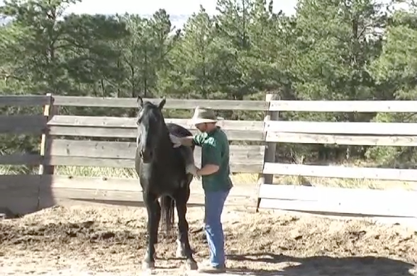 How to Catch and Saddle a Horse